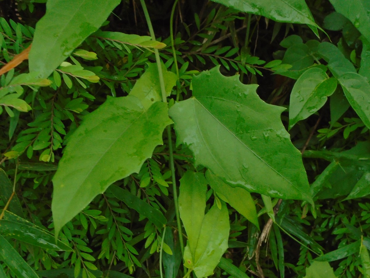 Thunbergia grandiflora (Roxb. ex Rottler) Roxb.